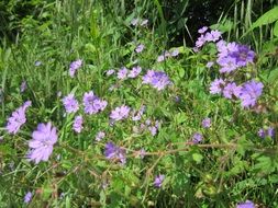 geranium pyrenaicum wildflowers