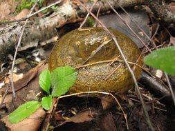 mushroom among branches and dry foliage