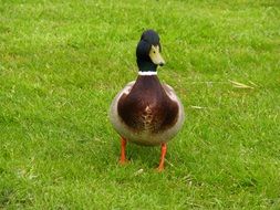 Cute colorful drake on the green grass meadow