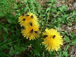 Insects on the yellow dandelion flowers