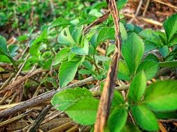 plant growth in the park