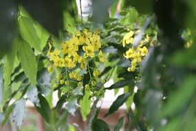 natural beauty of wild flowers