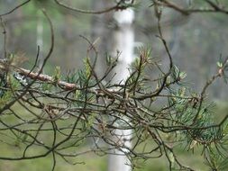 evergreen branches