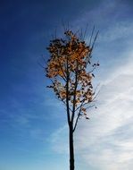 The crown of the tree in autumn