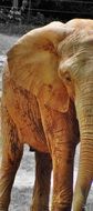 funny elephant cub at a zoo in Africa