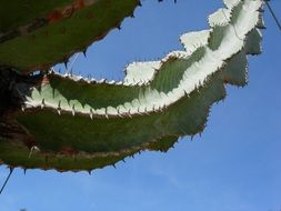 big green fly on green leaf