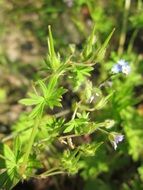 small purple geranium pusillum