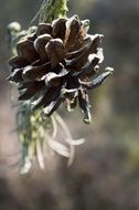 Pine tree cone macro photo