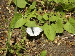 butterfly on the ground near the green plant