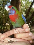 A colored parrot sits on a man's arm
