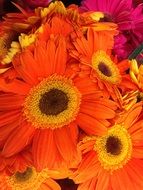 orange foliage
