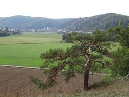 lonely autumn landscape tree alone