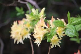 wild beautiful flowers in the park