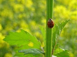 ladybug on the stem of a green plant