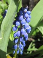 blue flower among green leaves in the garden