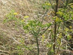 pastinaca sativa blossoms