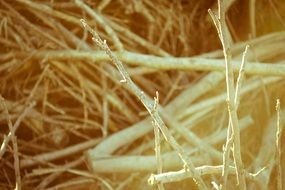 bare tree branches close up