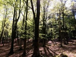 Trees in the glare of the sun amid the forest