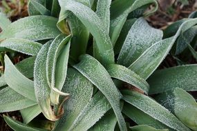 Green iced plant