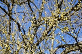 tree on a pasture in spring
