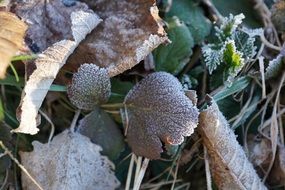 iced grass