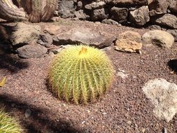 A huge lush cactus among the stones