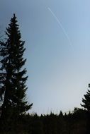 spruce silhouette landscape