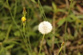 closeup photo of fluffy wild flower bud
