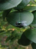 big green fly on a leaf