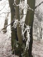 winter tree closeup