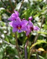 purple flowers growing in the garden