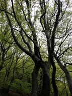 View of trees with uneven trunks