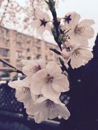 flowering tree branch in spring