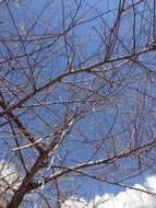 tree on a background of blue sky