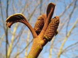 pterocarya fraxinifolia close-up on blurred background