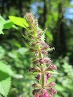 Stachys sylvatica close up