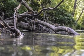 water in front of Tree branches