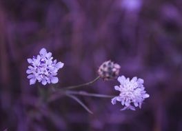 blue summer flowers