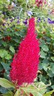 bright red flower in the garden