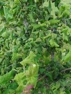 green vegetation close up on blurred background