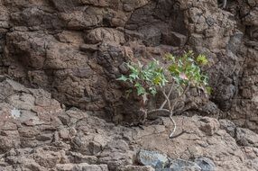 Small green bush among huge stones