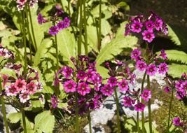 Mountain Japanese flowers