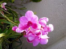 cute pink flower