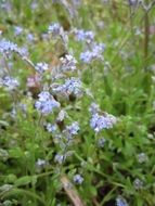 myosotis arvensis flowers in summer