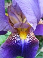 dark purple iris close-up