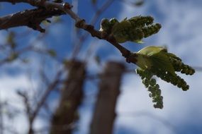 garden tree buds in spring