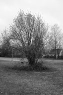 black and white photo of a tree in a meadow