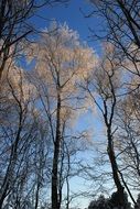 unimaginable trees