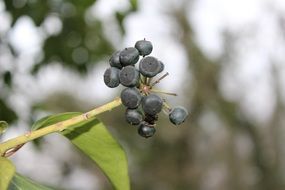 black berries on the branch