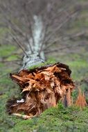 broken tree on the edge